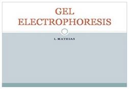 Gel Electrophoresis Powerpoint Presentation