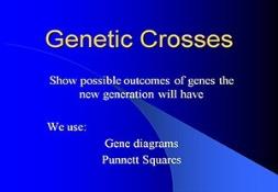 Genetic Crosses Powerpoint Presentation