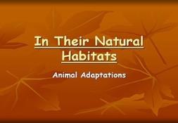 In Their Natural Habitats Powerpoint Presentation