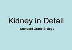 Kidneys Powerpoint Presentation