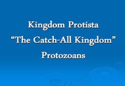 Kingdom Protista Powerpoint Presentation