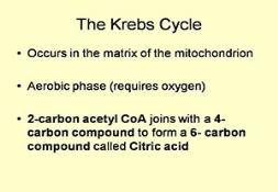 Krebs Cycle Powerpoint Presentation
