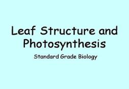 Leaf Structure And Photosynthesis Powerpoint Presentation