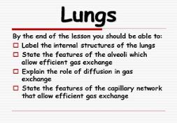 Lungs Powerpoint Presentation