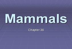 Mammals Powerpoint Presentation