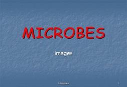 Microbes Powerpoint Presentation