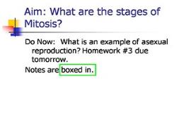 Mitosis Powerpoint Presentation