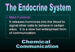 Nerve And Endocrine Systems Powerpoint Presentation