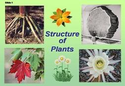 Plant Structure Adaptations And Responses Powerpoint Presentation