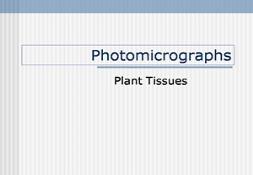 Plant Tissues Powerpoint Presentation