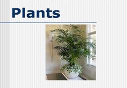 Plants Powerpoint Presentation