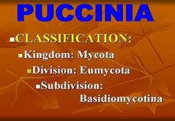 Puccinia Fungus PowerPoint Presentation