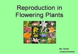 Reproduction In Flowering Plants Powerpoint Presentation
