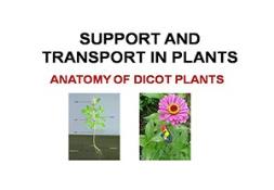 Support And Transport In Plants Powerpoint Presentation