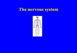 The Nervous System & Sensitivity Powerpoint Presentation