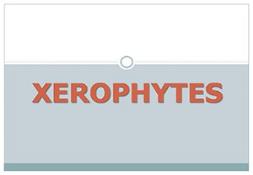 Xerophytes Powerpoint Presentation