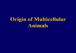 Origin of Multicellular Animals PowerPoint Presentation