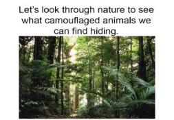 Camouflaged Animals PowerPoint Presentation