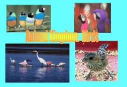 Animal Kingdom Birds PowerPoint Presentation