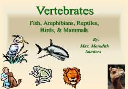 Fish Amphibians Reptiles Birds &  Mammals PowerPoint Presentation