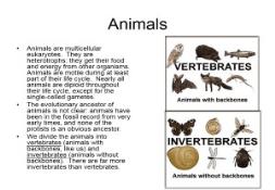 Animals Overview PowerPoint Presentation