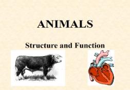ANIMALS PowerPoint Presentation