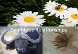 Symbiotic Relationships PowerPoint Presentation