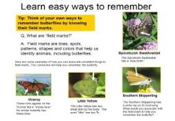 How to Identify Butterflies PowerPoint Presentation