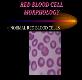 RED BLOOD CELL MORPHOLOGY Powerpoint Presentation