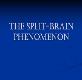 The Split brain Phenomena Powerpoint Presentation