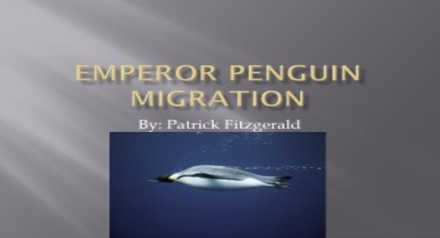 Free Download Emperor penguin migration PowerPoint Presentation
