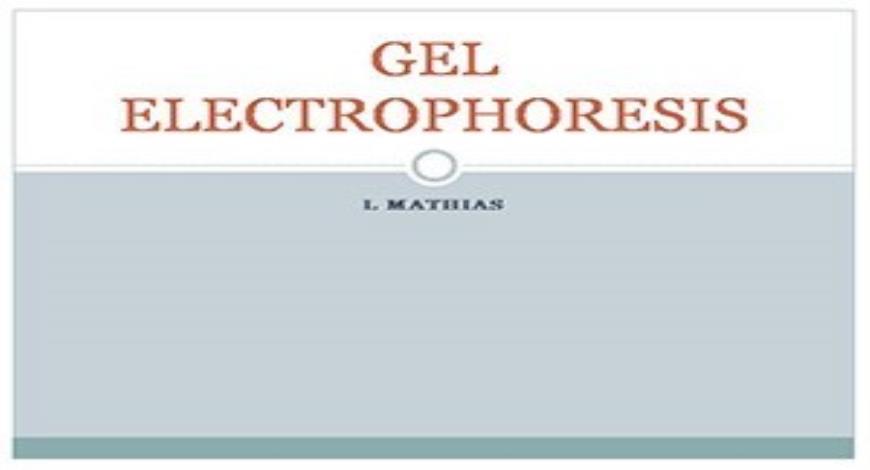 Free Download Gel Electrophoresis PowerPoint Presentation Slides Free ...
