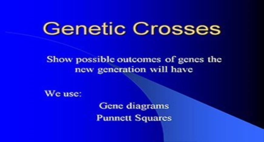 Free Download Genetic Crosses PowerPoint Presentation Slides Free Download