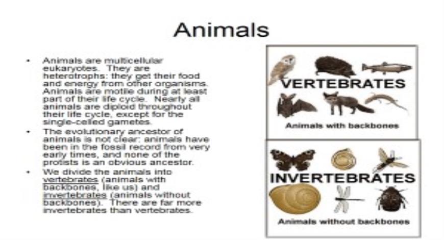 Free Download Animals Overview PowerPoint Presentation Slides
